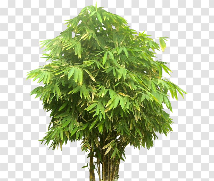 Bamboo Image Tree Clip Art - Houseplant Transparent PNG