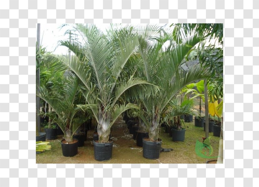 Babassu Dypsis Decaryi Tree Oil Palms - Palm Transparent PNG