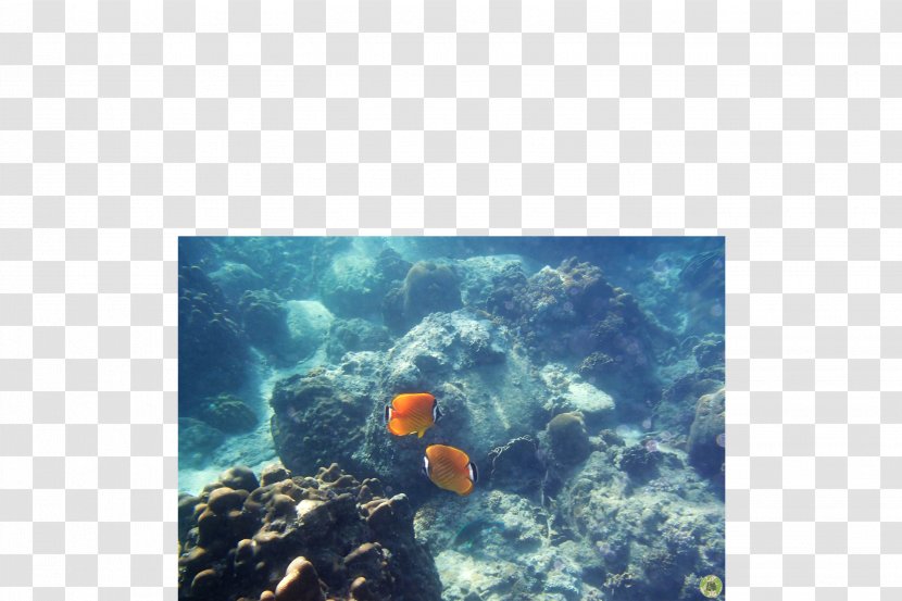 Coral Reef Fish Sea Underwater Transparent PNG