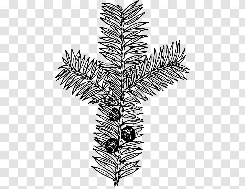 Drawing Botany Clip Art - Tree - Branch Transparent PNG