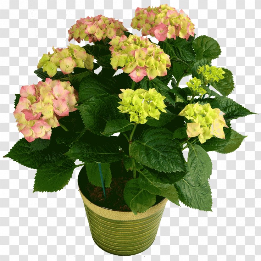 Hydrangea Houseplant Cut Flowers - Plant Transparent PNG