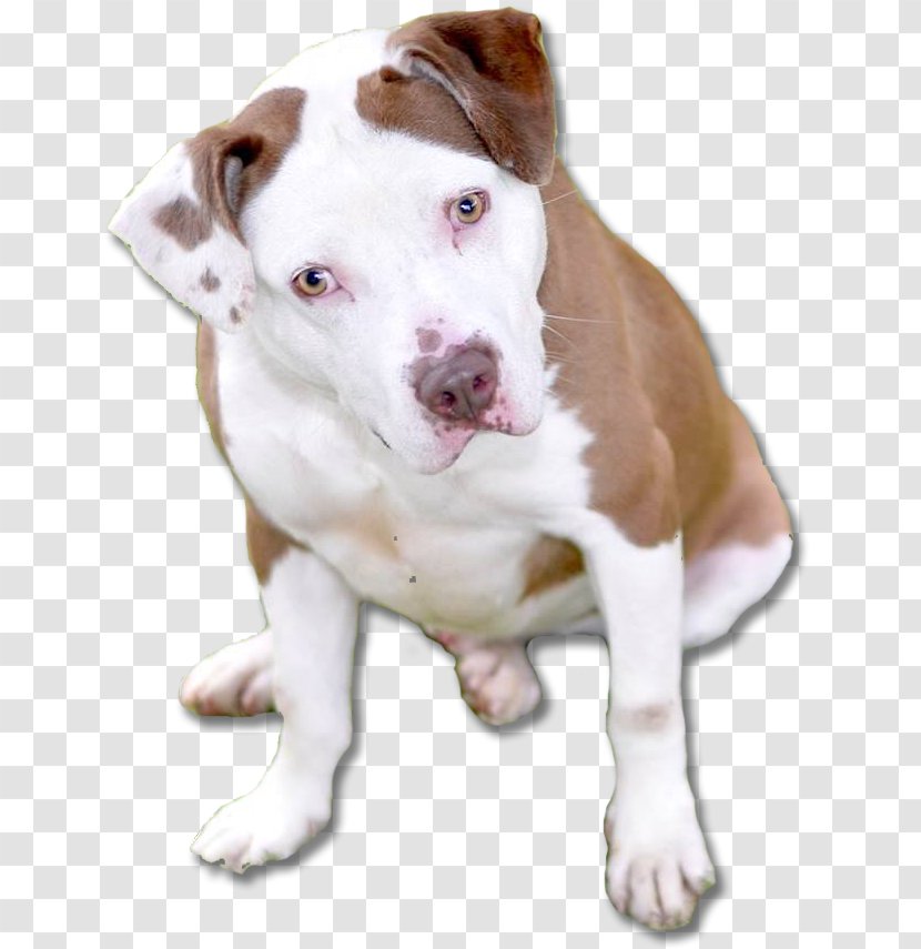 Dog Breed American Pit Bull Terrier Bulldog Puppy Transparent PNG