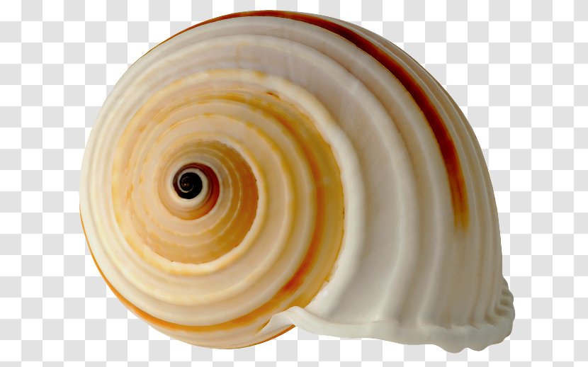 Seashell Royal Dutch Shell Clip Art - Spiral Transparent PNG