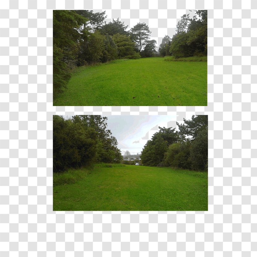 Lawn Land Lot Grassland Ecosystem Rural Area - Shrub - Grass Transparent PNG