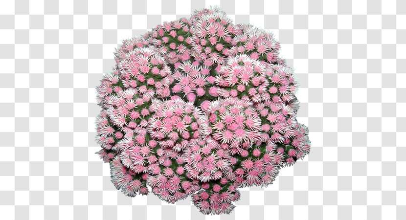 Chrysanthemum Floral Design Cut Flowers Pink M - Flower Transparent PNG