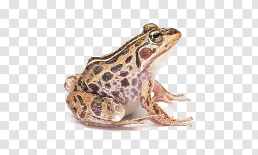 Common Frog Edible True Amphibian - Redeyed Tree - Horror Transparent PNG