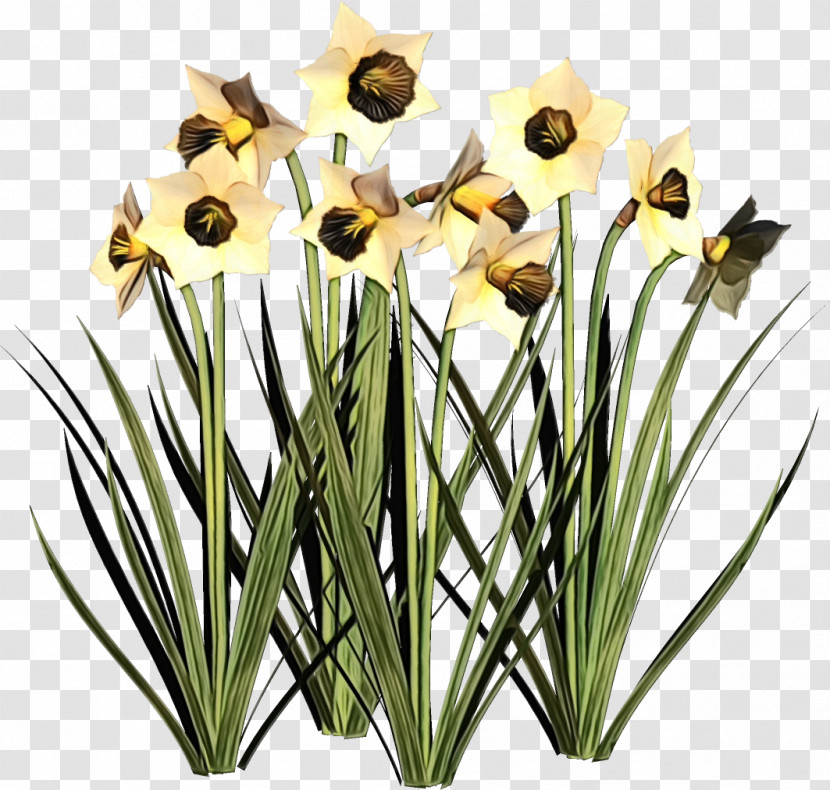 Flower Plant Grass Yellow Narcissus Transparent PNG