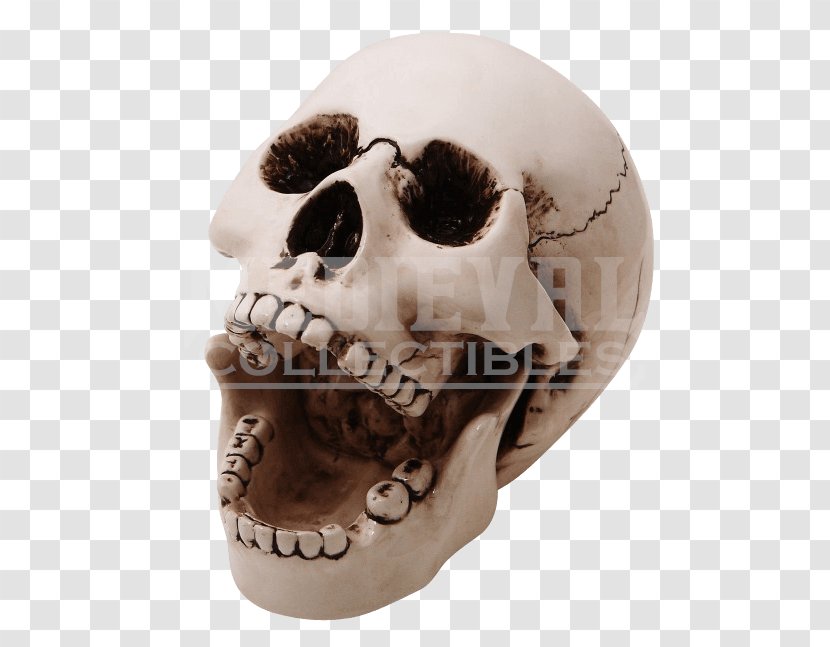 Skull Human Skeleton Ashtray Bone Transparent PNG