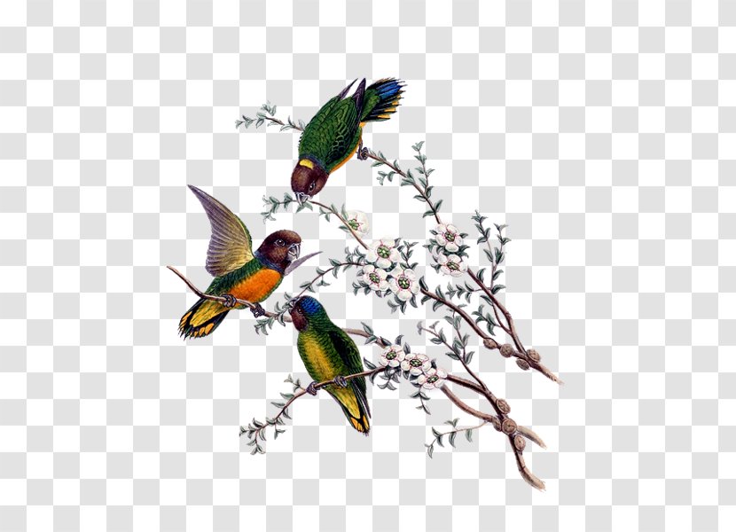 Hummingbird Bird-of-paradise Still Life - Bird Transparent PNG