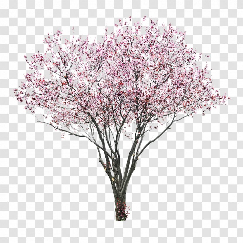 Cherry Blossom Tree East Asian - Stock Photography Transparent PNG