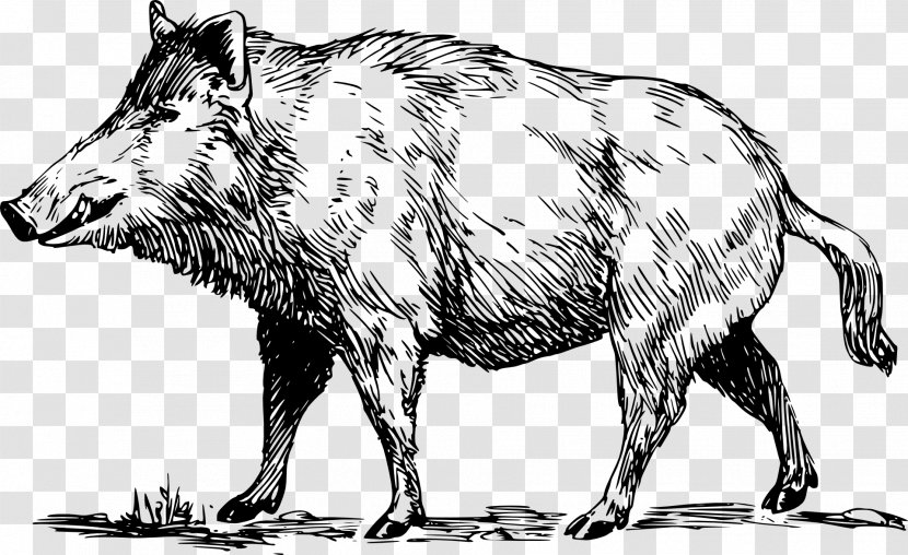 Wild Boar Coloring Book Hunting Feral Pig - Fauna - Drawing Transparent PNG