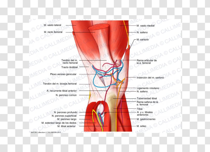 Knee Muscle Nerve Blood Vessel Finger - Cartoon - Venas Y Arterias Transparent PNG