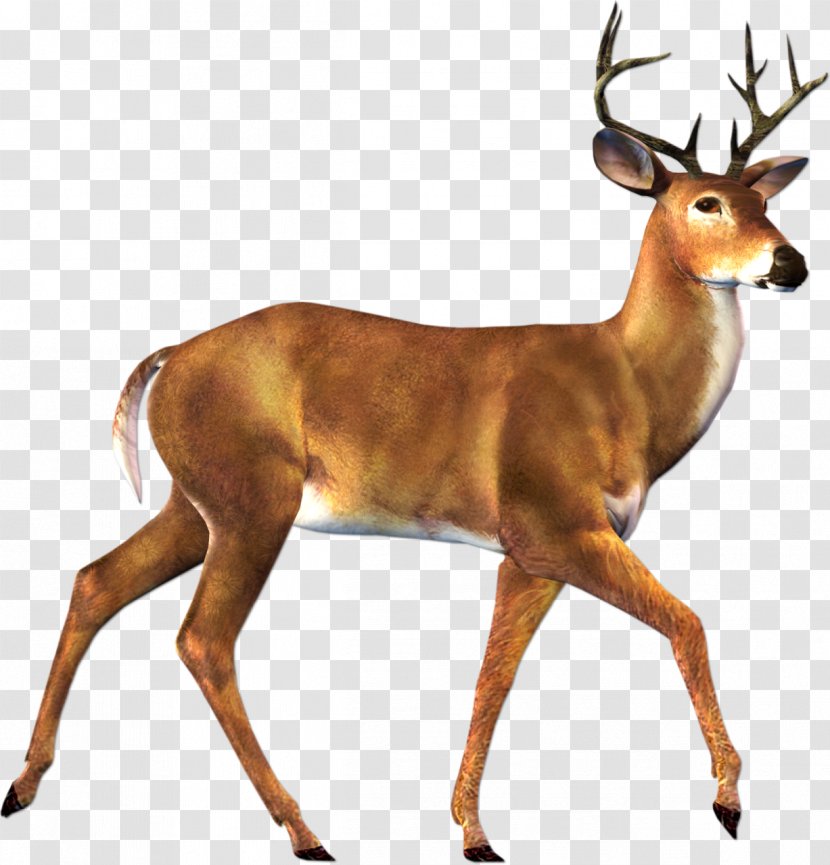 Reindeer Roe Deer Capreolinae Moose - Fallow Transparent PNG