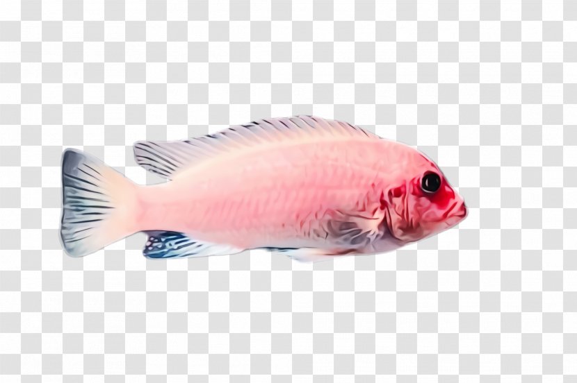 Fish Pink Parrotfish Tilapia - Watercolor - Products Tail Transparent PNG