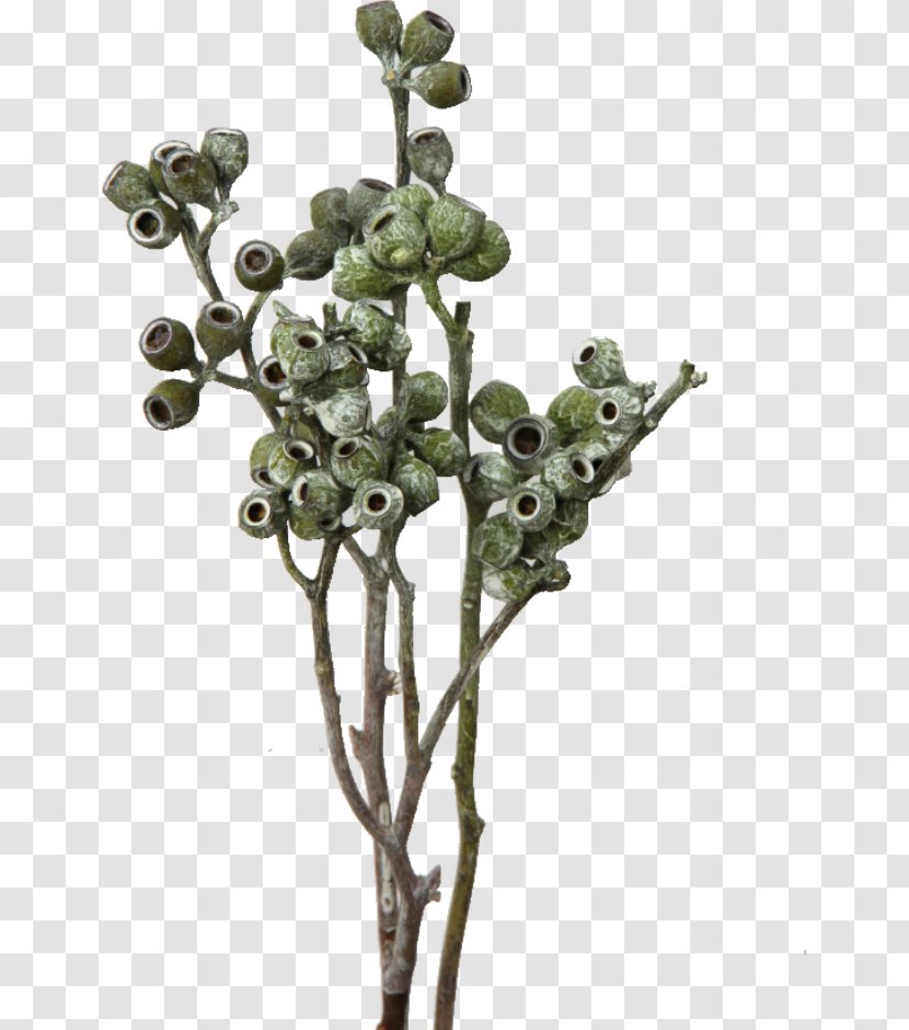 Embryophyta Blume Plant Stem European Union - EUKALYPTUS Transparent PNG