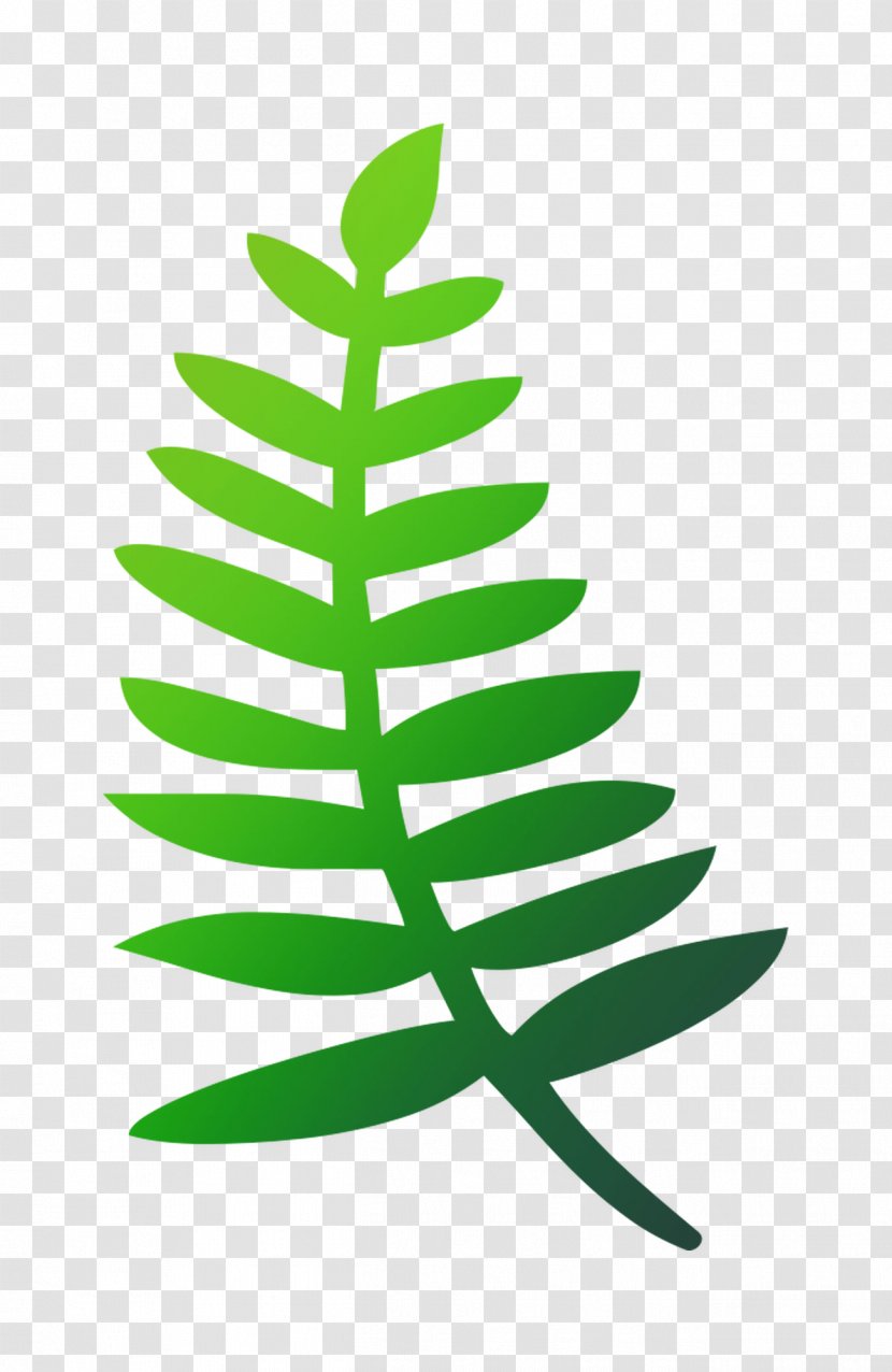 Fir Christmas Tree Day Leaf - Green - Plant Stem Transparent PNG