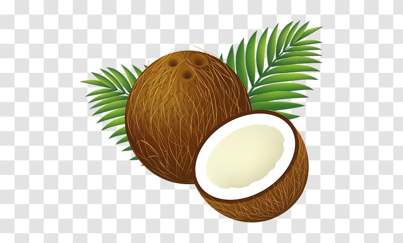 Coconut Water Clip Art - Arecaceae Transparent PNG