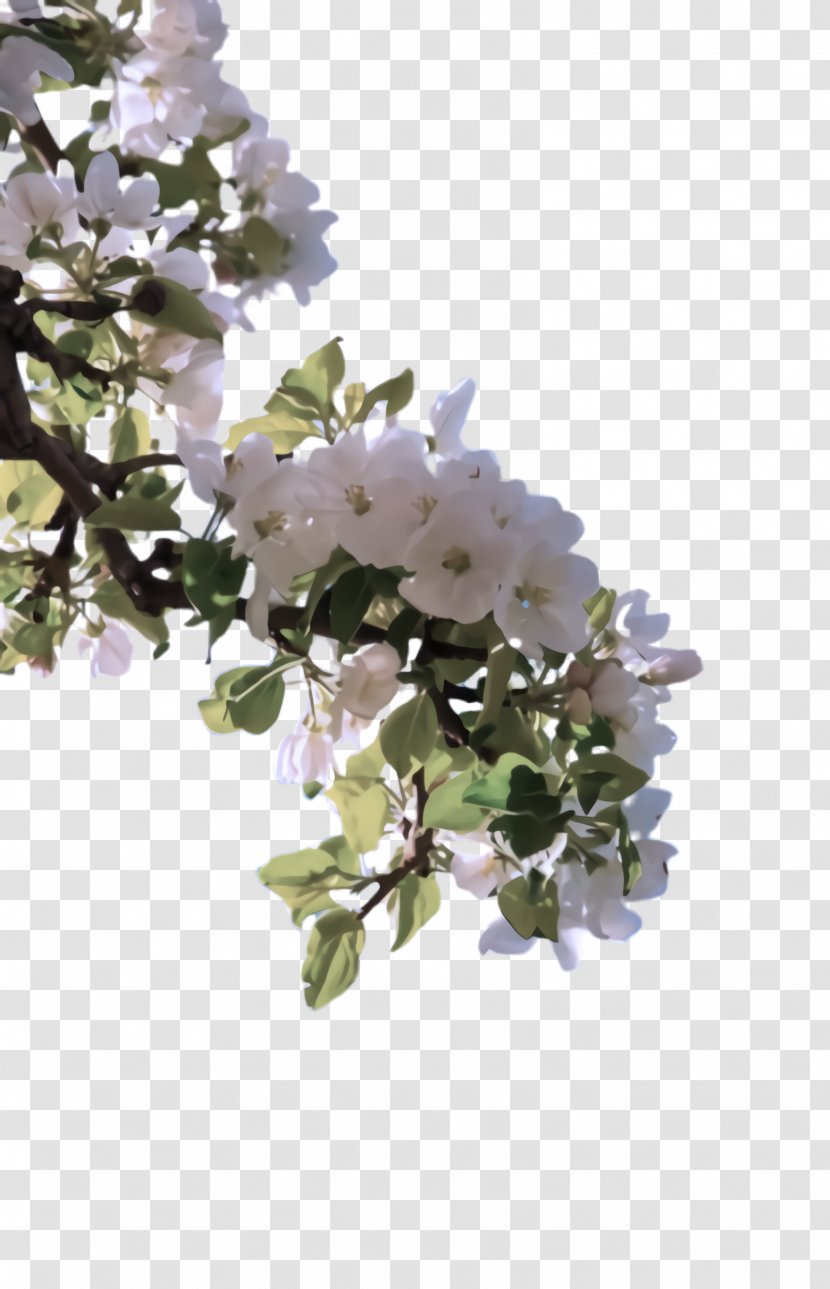 Flower White Plant Branch Lilac - Blossom - Tree Transparent PNG