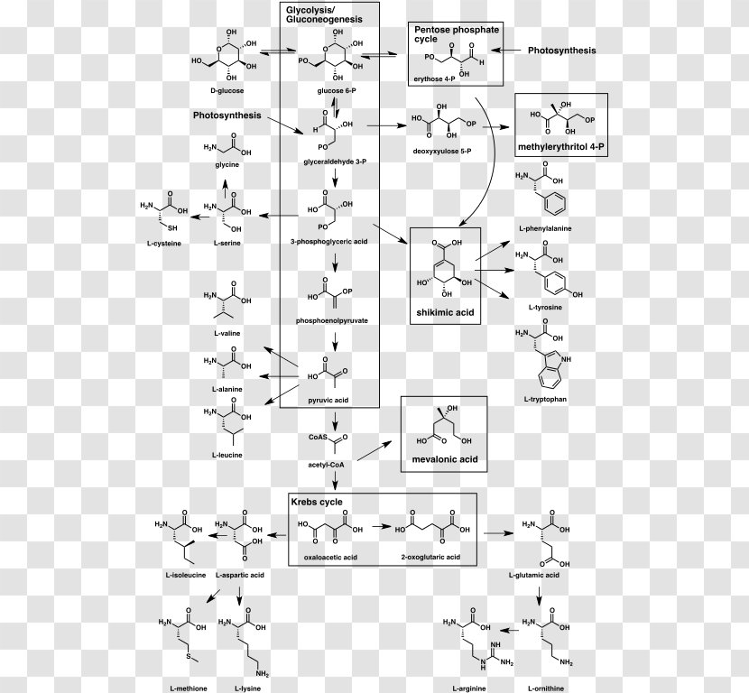 Secondary Metabolite Biosynthesis Chemistry Natural Product - Silhouette - Building Blocks Transparent PNG