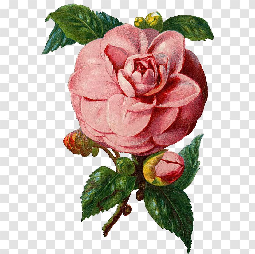 Rose Clip Art - Vintage Flowers Transparent PNG