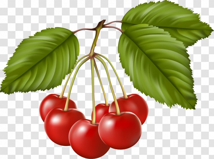 Cherry Berry Drawing Clip Art - Fruit Transparent PNG