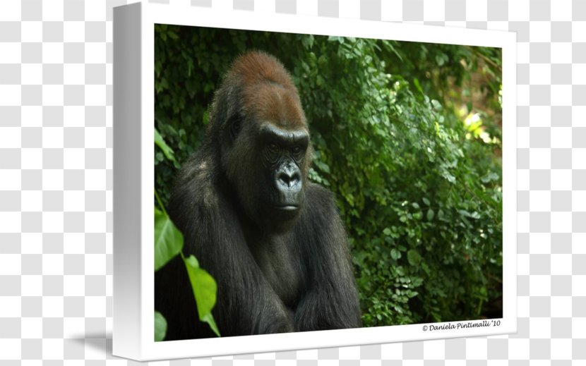 Western Gorilla Orangutan Wildlife Terrestrial Animal - Great Ape Transparent PNG