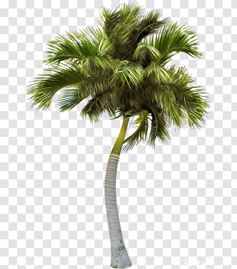 Clip Art - Elaeis - Date Palm Transparent PNG