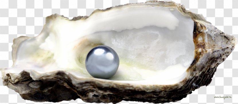 Pearl Oyster Seashell Gemstone Stock Photography - Jewellery Transparent PNG