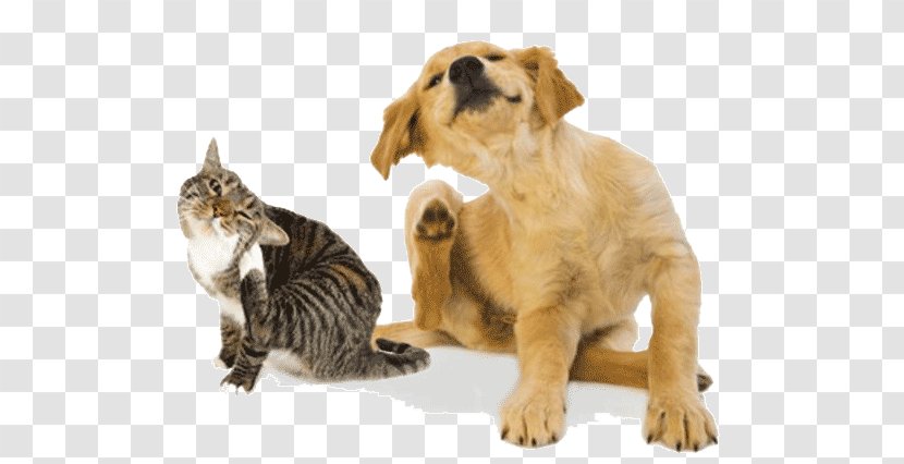 Cat Dog Pet Sitting Itch - Allergy Transparent PNG