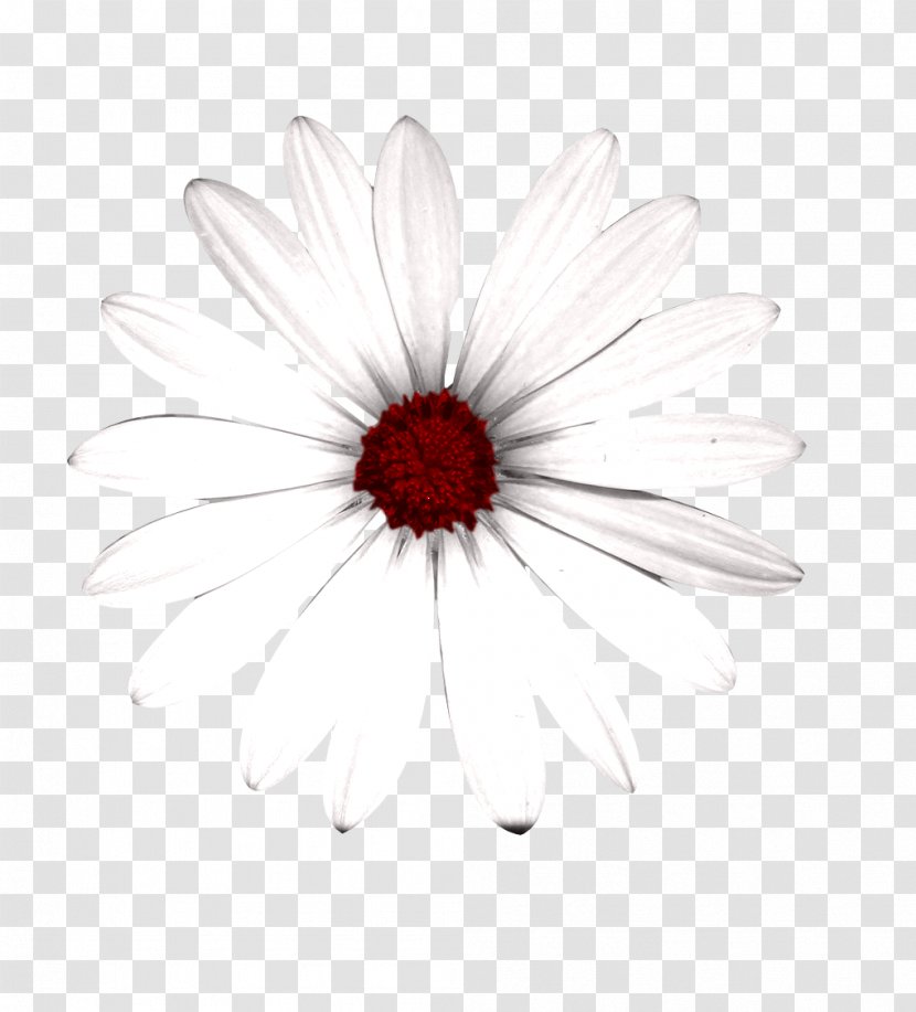 Common Daisy Transvaal Chrysanthemum White Oxeye - Black - Flowers Creative Floral Patterns Transparent PNG