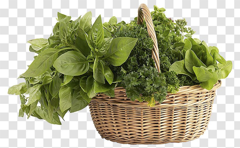 Herb Image File Formats Clip Art - Spinach - Herbs Clipart Transparent PNG