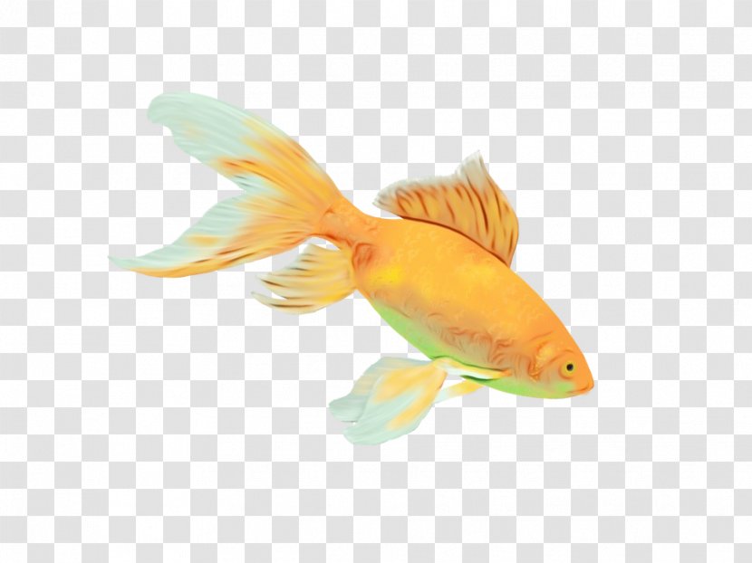 City Cartoon - Le Palais - Parrotfish Rayfinned Fish Transparent PNG