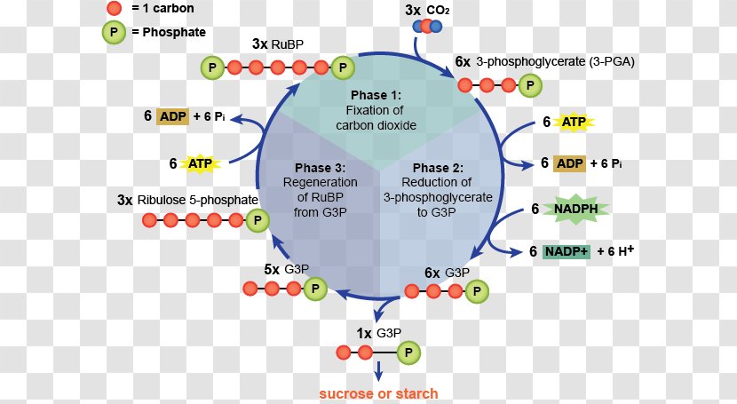 Light-independent Reactions Light-dependent Photosynthesis Calvin Cycle - Ribulose 15bisphosphate - Not Simple Flow Process Transparent PNG