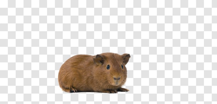 Guinea Pig Rodent Eye White - Fauna Transparent PNG