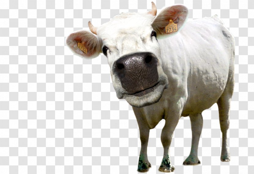Dairy Cattle Ox Bull - Jeffrey Horn Transparent PNG