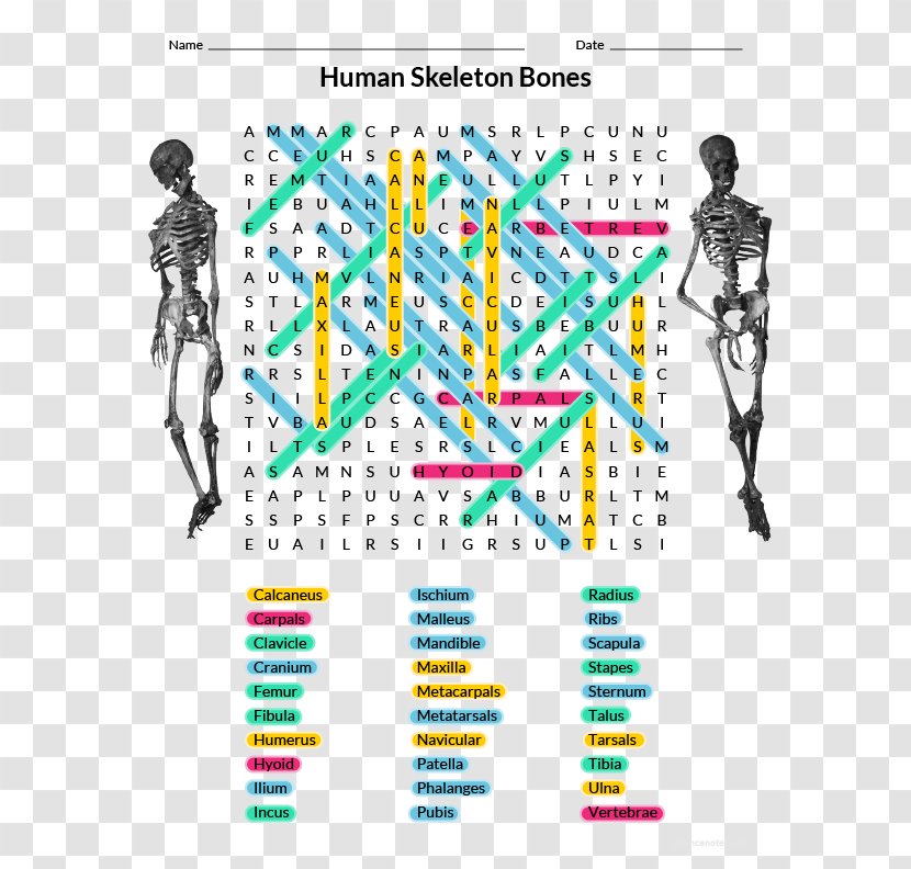 Homo Sapiens Human Anatomy & Physiology Skeleton Word Search Body - Flower Transparent PNG