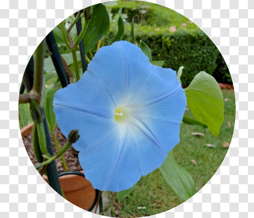 Ipomoea Violacea Cobalt Blue Morning Glory Annual Plant Transparent PNG