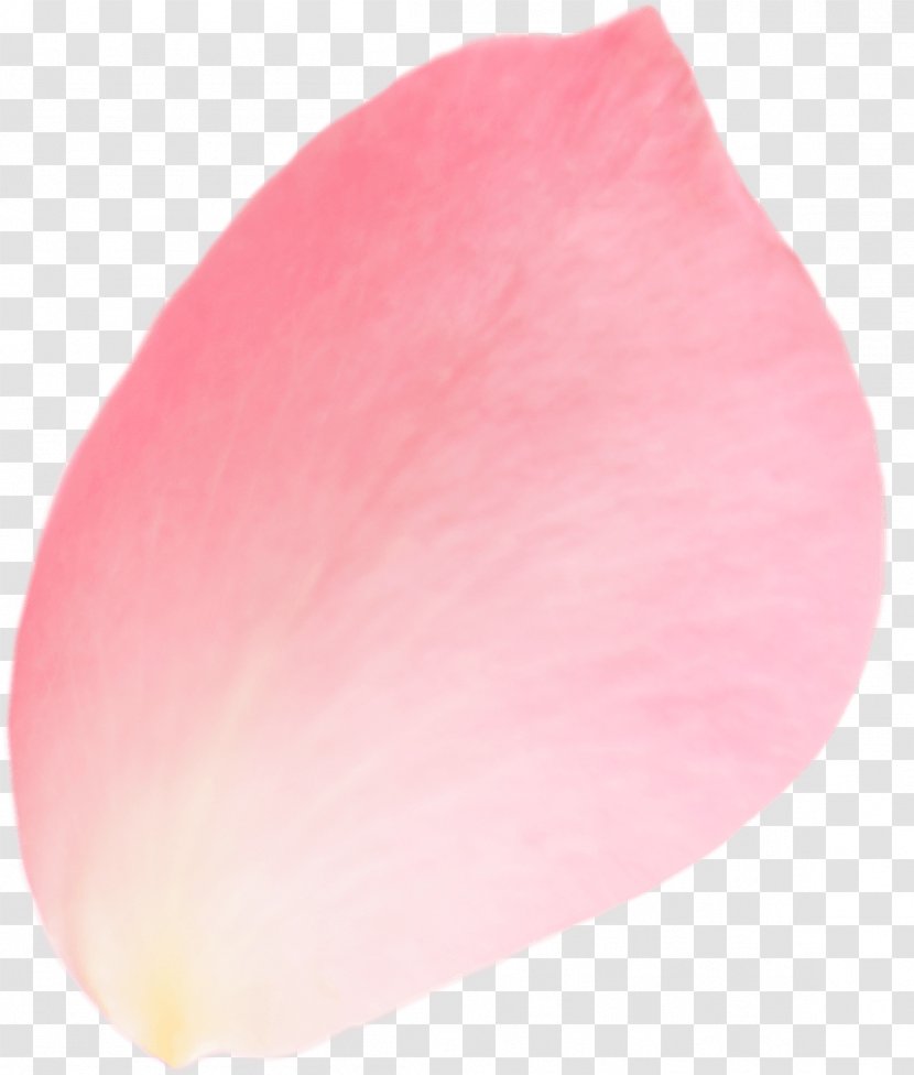 Petal Pink Transparent PNG