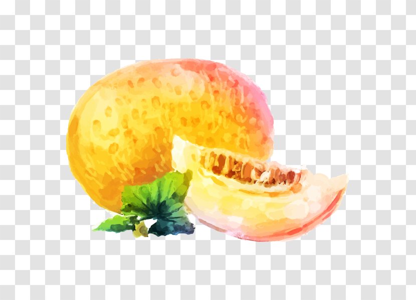 Cantaloupe Melon Drawing Watercolor Painting Image - Food - Cuisine Ginsburgconstruction 3 Transparent PNG