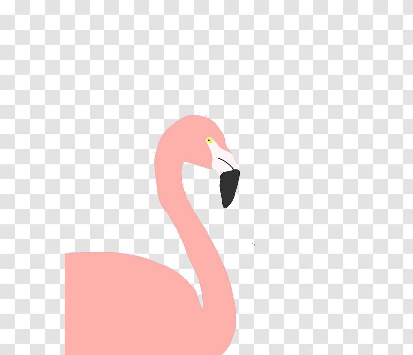Flamingo Bird - Pink - Flamingos Transparent PNG