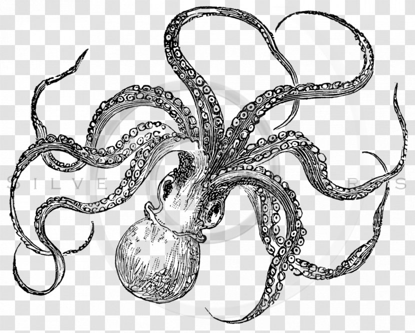 Octopus Cuttlefish Paper Clip Art - Drawing Transparent PNG