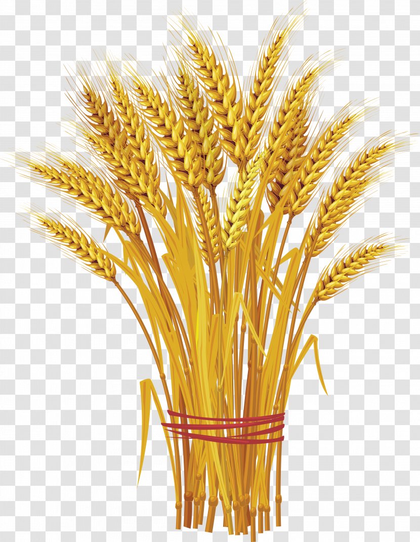 Like A Bundle Of Reeds: Why Unity And Mutual Guarantee Are Today's Call The Hour Wheat Clip Art - Cereal - Transparent PNG