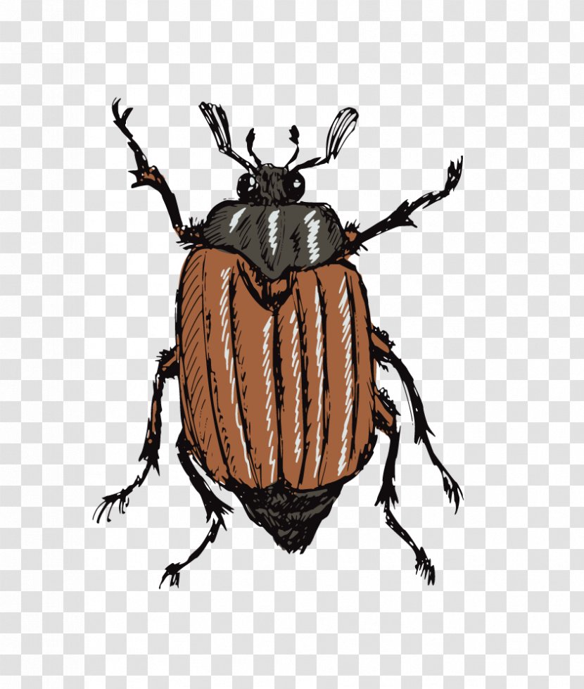 Insect Drawing Stock Photography Illustration - Beetle Transparent PNG