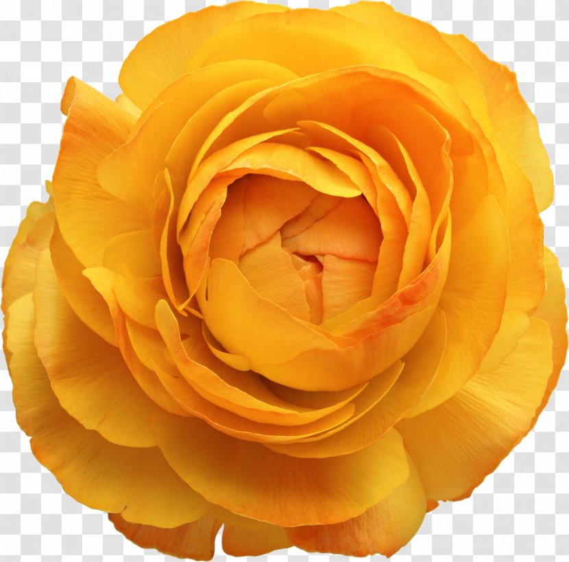 Flower Yellow Photoshop Plugin - Floribunda Transparent PNG