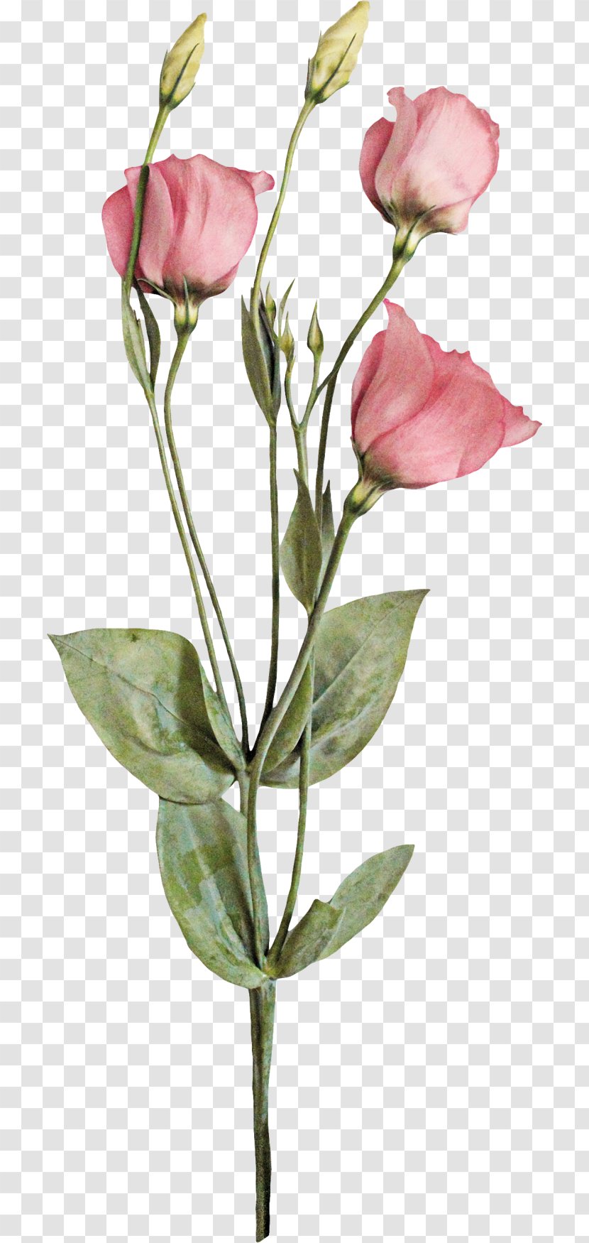 Garden Roses Centifolia Cut Flowers Bud Plant Stem - Romantic Pink Transparent PNG