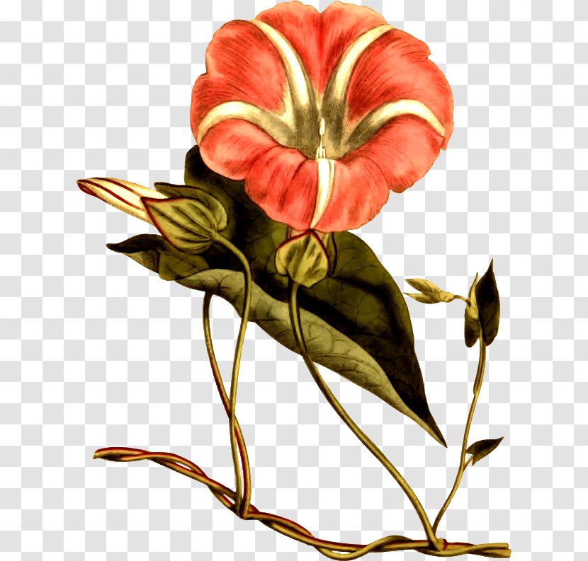 The Botanical Magazine Floral Design Bindweeds Hedge Bindweed Flower - Gladiolus Transparent PNG