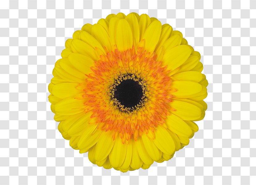 Flower Vase - Common Daisy - Perennial Plant Sunflower Seed Transparent PNG