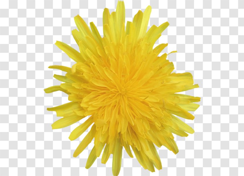 Cut Flowers Dandelion Plants Flower Bouquet - Petal - Transparent Colorful Transparent PNG