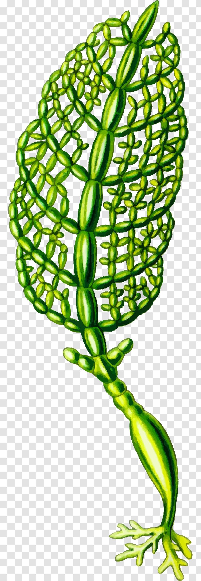 Art Forms In Nature Algae Seaweed Plant Clip - Siphonophores Transparent PNG