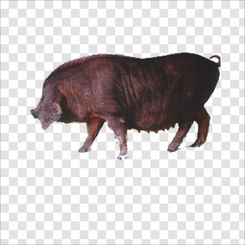 Wild Boar Icon - Pig Transparent PNG